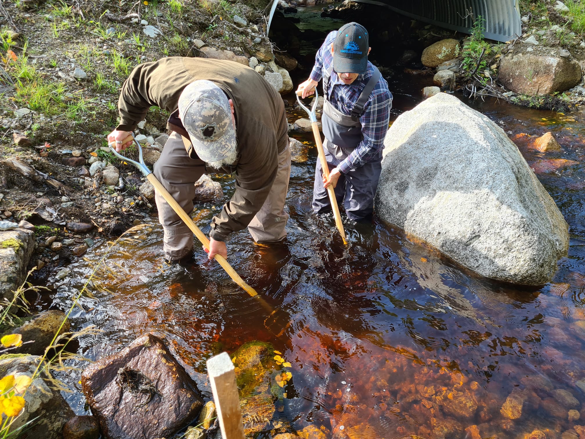 Elfiske och lekbotten i Vitstarrbäcken